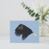 Carte Postale MOtivation de BALD EAGLE (Debout devant)