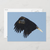Carte Postale MOtivation de BALD EAGLE (Devant / Derrière)