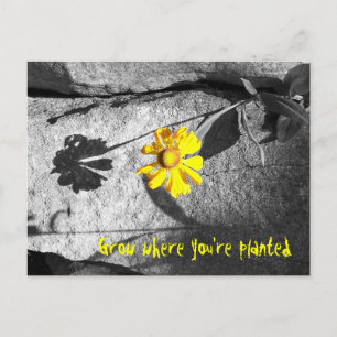 Carte postale Motivationnelle "Croissance là où vo