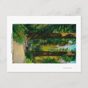 Carte Postale Motorisation à travers la forêt géante, séquoias