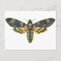 Motte de la tête de mort, grande mite, papillon de