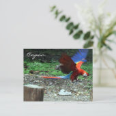 Carte Postale mouche macaw (Debout devant)