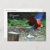 Carte Postale mouche macaw (Devant / Derrière)