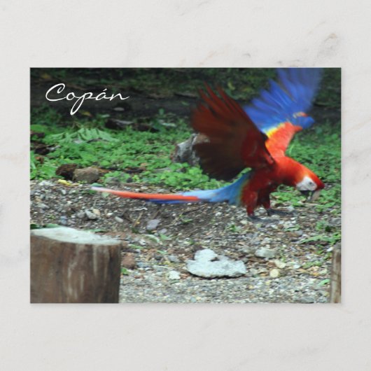 Carte Postale mouche macaw (Devant)