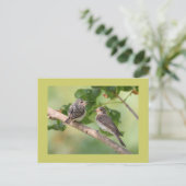 Carte Postale Moucherolle (Debout devant)