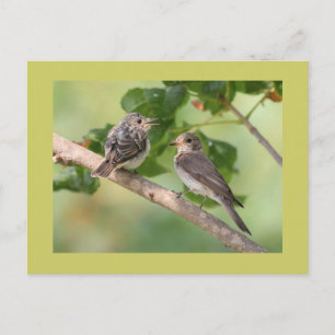 Carte Postale Moucherolle