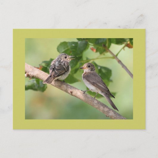 Carte Postale Moucherolle (Devant)