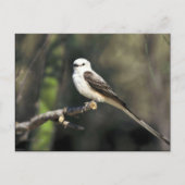 Carte Postale Moucherolle à queue ciselée (Devant)