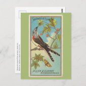 Carte Postale Moucherolle à queue fourchue (Devant / Derrière)