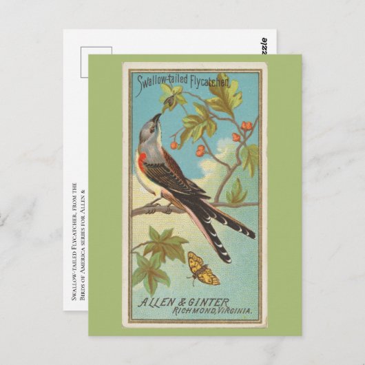 Carte Postale Moucherolle à queue fourchue (Devant / Derrière)