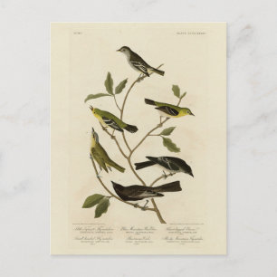 Carte Postale Moucherolle Paruline etc Audubon's Birds of Americ