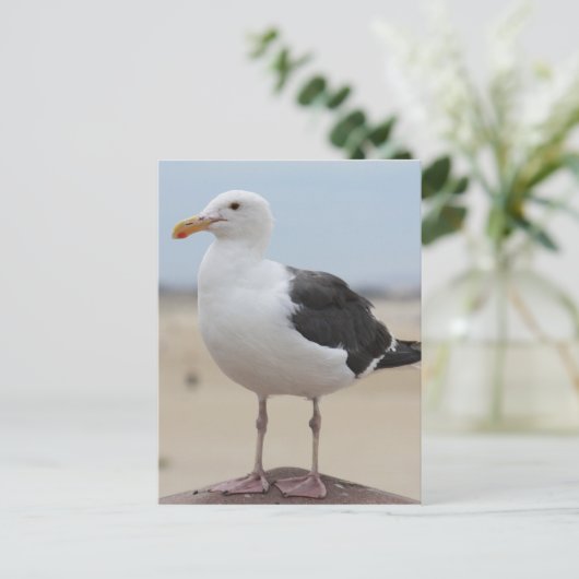 Carte Postale Mouette (Debout devant)