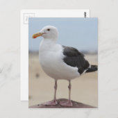 Carte Postale Mouette (Devant / Derrière)