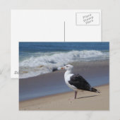 Carte Postale Mouette (Devant / Derrière)