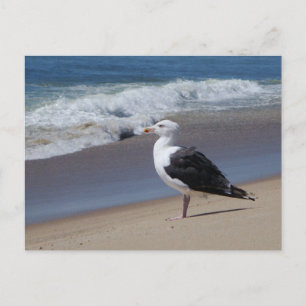 Carte Postale Mouette