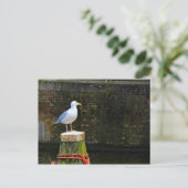 Carte Postale Mouette (Debout devant)