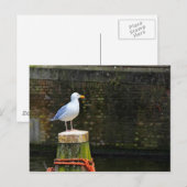 Carte Postale Mouette (Devant / Derrière)