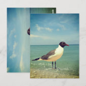 Carte Postale Mouette (Devant / Derrière)