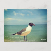 Carte Postale Mouette (Dos)