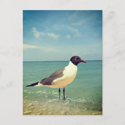 Carte Postale Mouette (Devant)