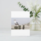 Carte Postale Mouette (Debout devant)