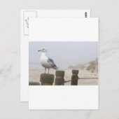 Carte Postale Mouette (Devant / Derrière)