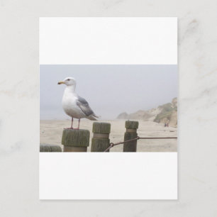 Carte Postale Mouette
