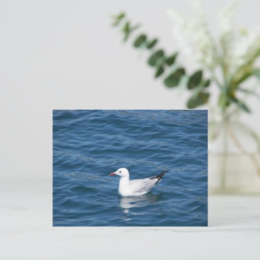 Carte Postale Mouette (Debout devant)