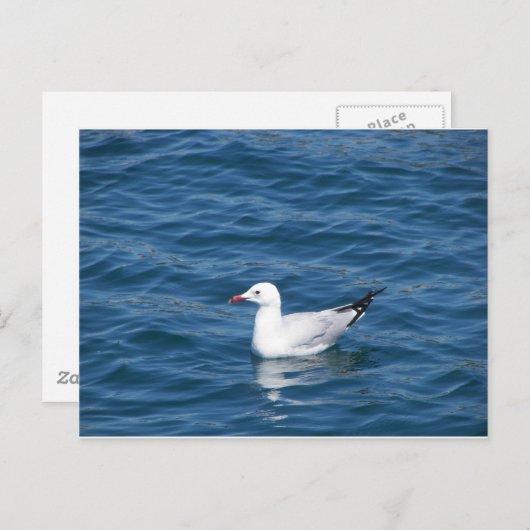 Carte Postale Mouette (Devant / Derrière)