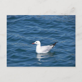 Carte Postale Mouette