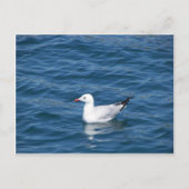 Carte Postale Mouette (Devant)