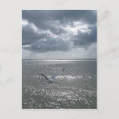 Carte Postale Mouette (Devant)