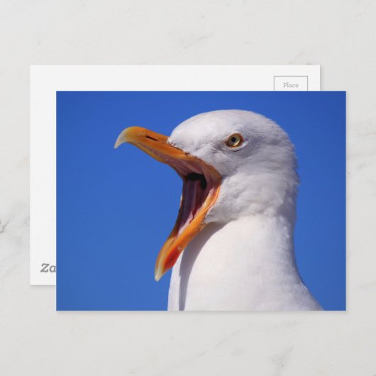Carte Postale Mouette (Devant / Derrière)