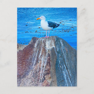 Carte Postale Mouette