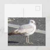 Carte Postale Mouette (Devant / Derrière)