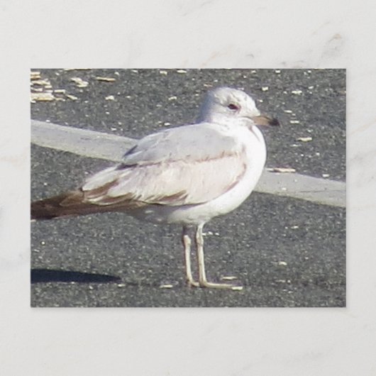 Carte Postale Mouette (Devant)