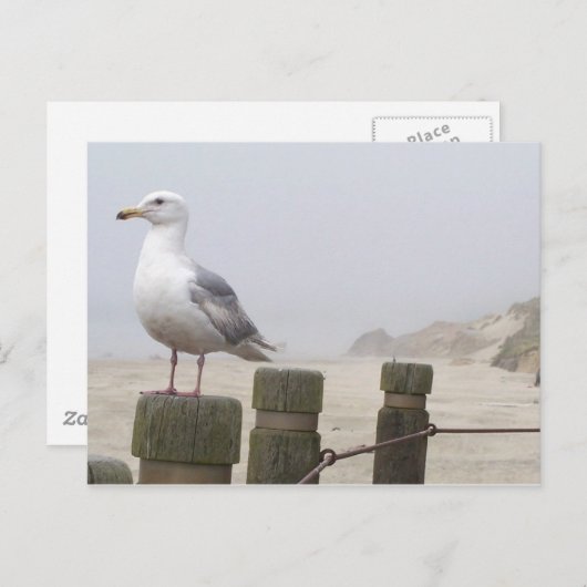 Carte Postale Mouette (Devant / Derrière)