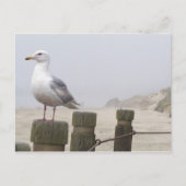 Carte Postale Mouette (Devant)
