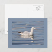 Carte Postale Mouette à bec long (Devant / Derrière)