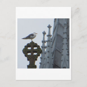 Carte Postale Mouette à Glasgow