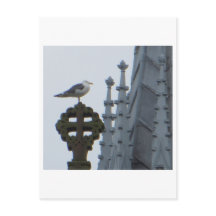 Mouette à Glasgow