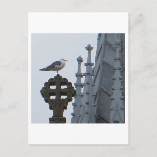 Carte Postale Mouette à Glasgow (Devant)