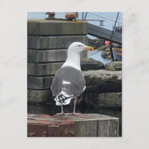 Carte Postale Mouette à manteau noir, île d'Islay, Écosse