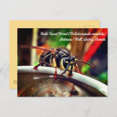 Carte Postale Mouette à tête blanche (Dolichovespula maculata) (Devant / Derrière)