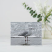 Carte Postale Mouette au bord de l'eau (Debout devant)