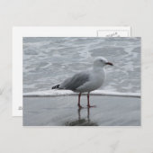 Carte Postale Mouette au bord de l'eau (Devant / Derrière)