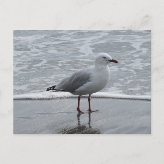 Carte Postale Mouette au bord de l'eau (Devant)