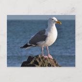 Carte Postale Mouette blanche et océan (Devant)