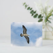 Carte Postale Mouette de Floride volant contre ciel bleu (Debout devant)