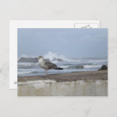 Carte Postale Mouette de mer spectaculaire (Devant / Derrière)